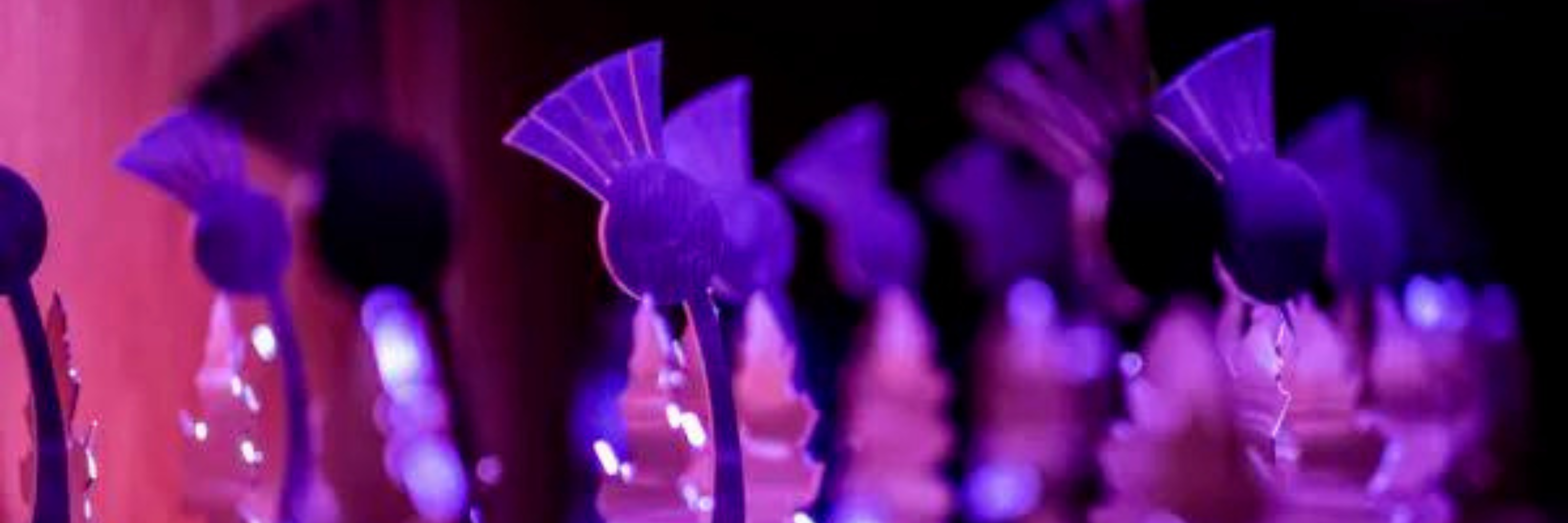 Scottish Thistle Awards 2025 – Entries Now Open!